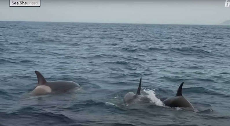 Sailors are risking fatally hurting orcas